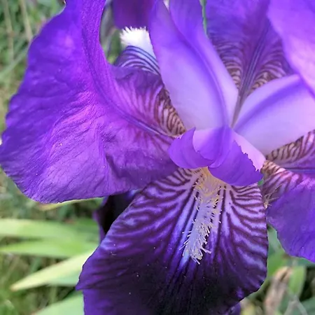 Luce Viola Dorgali