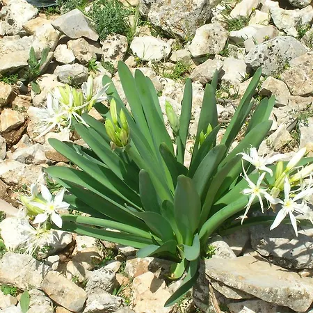 Luce Viola Dorgali