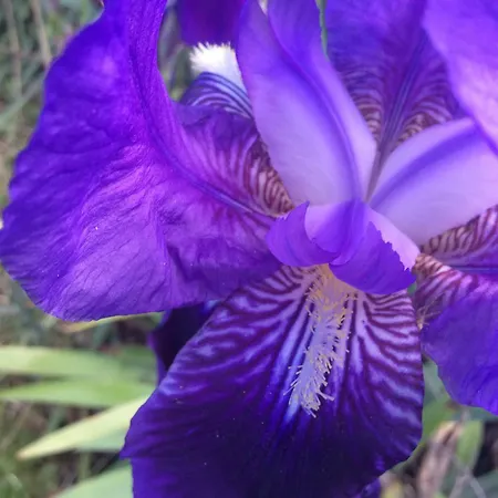 לינה וארוחת בוקר Luce Viola דורגלי