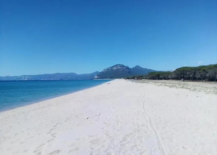 卢斯中提琴住宿加早餐旅馆 住宿加早餐酒店 多尔加利