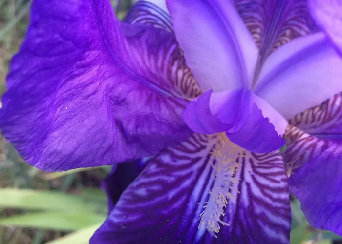 住宿加早餐酒店 卢斯中提琴住宿加早餐旅馆 多尔加利